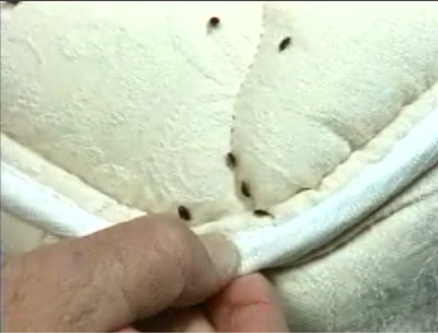Bedbug Eradication Tips